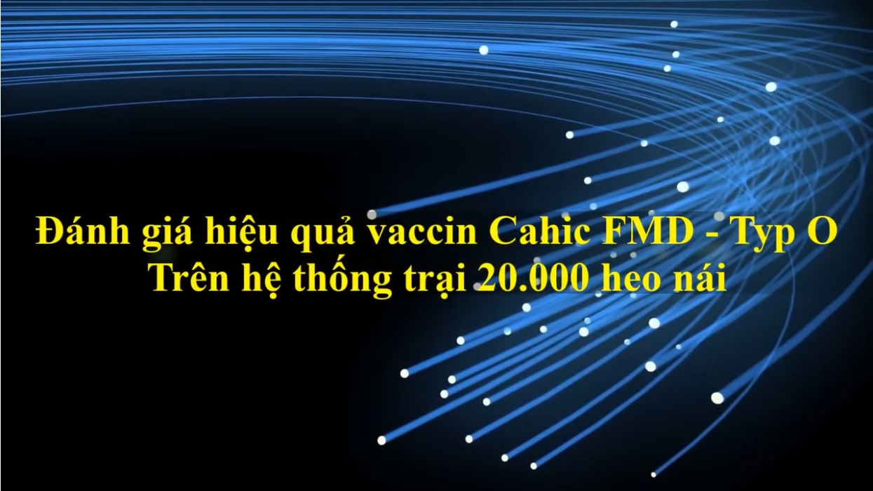 Phòng và kiểm soát bệnh FMD type O Mya98 và Cathay Tại hệ thống 20000 nái