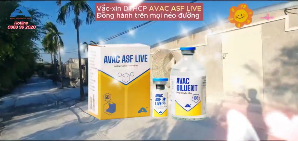 Tiêm vắc xin DTHCP AVAC ASF LIVE tại Hải Hậu, Nam Định