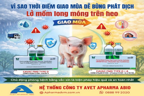 ⚠️ VÌ SAO THỜI ĐIỂM GIAO MÙA DỄ BÙNG PHÁT DỊCH LỞ MỒM LONG MÓNG TRÊN HEO?