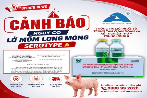 XUẤT HIỆN LẠI VIRUS LỞ MỒM LONG MÓNG TYPE A SAU NHIỀU NĂM