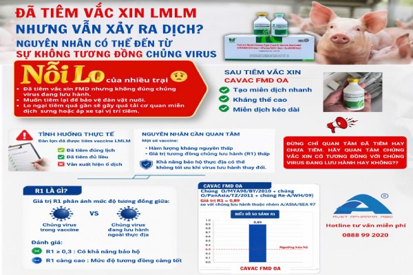 🚨 NỔ DỊCH SAU TIÊM VACCINE LỞ MỒM LONG MÓNG 🚨DO ĐÂU???