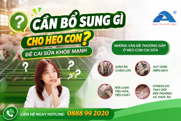 HEO CON SAU CAI SỮA – CẦN BỔ SUNG GÌ ĐỂ KHỎE MẠNH!