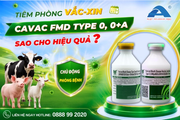 TIÊM VẮC-XIN LỞ MỒM LONG MÓNG ĐÚNG CÁCH – HIỆU QUẢ BẢO HỘ MỚI TỐI ƯU!