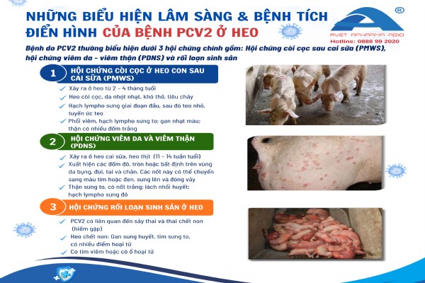  HEO NHIỄM PCV2 (CIRCO) – NHẬN BIẾT SỚM KẺO MẤT ĐÀN!