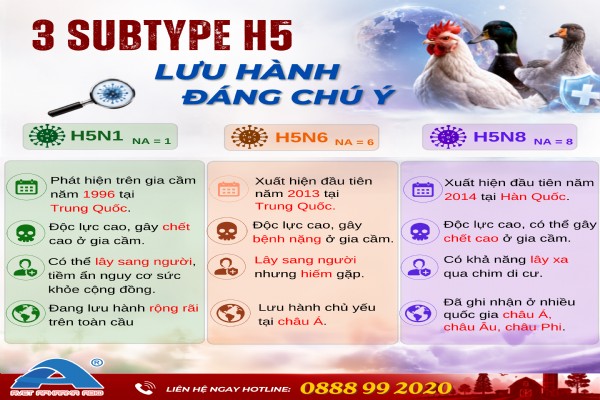 3 SUBTYPE H5 LƯU HÀNH ĐÁNG CHÚ Ý: H5N1 – H5N6 – H5N8