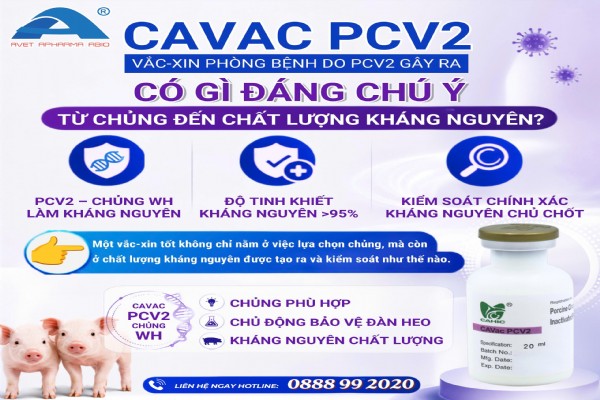 💡 CAVAC PCV2 CÓ GÌ ĐÁNG CHÚ Ý – TỪ CHỦNG ĐẾN CHẤT LƯỢNG KHÁNG NGUYÊN?