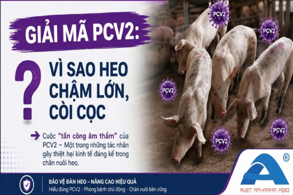 GIẢI MÃ PCV2: VÌ SAO HEO CHẬM LỚN, CÒI CỌC?