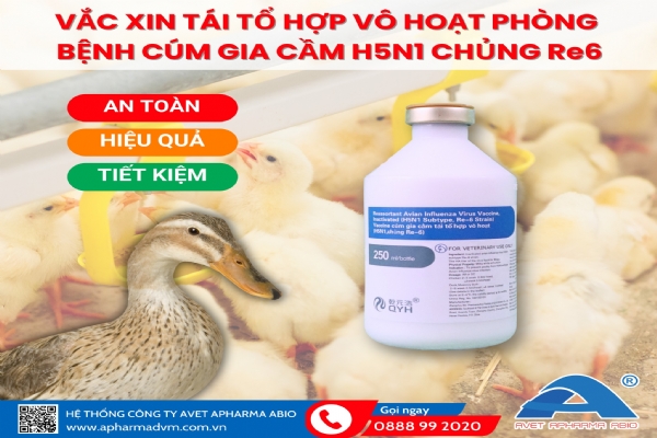 VACCINE CÚM GIA CẦM TÁI TỔ HỢP VÔ HOẠT H5N1 CHỦNG Re6