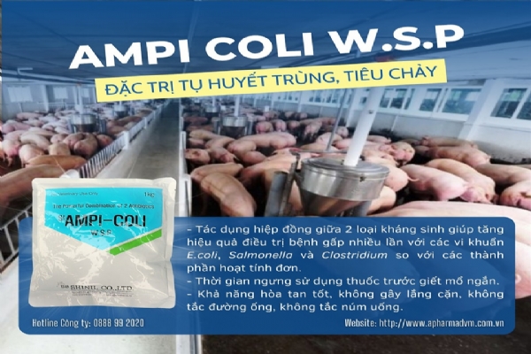 AMPI COLI W.S.P