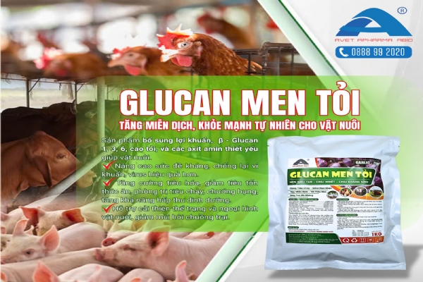 GLUCAN MEN TỎI