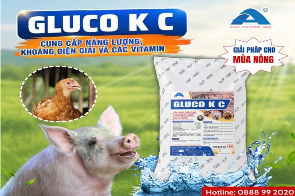 GLUCO K C
